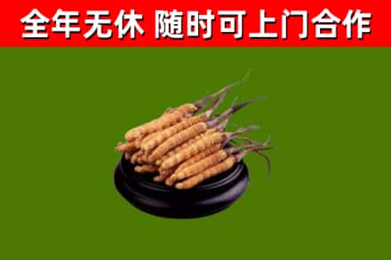 三元回收冬虫夏草