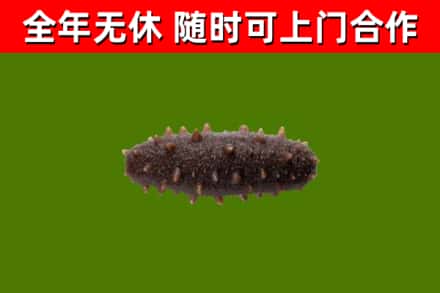三元回收海参干